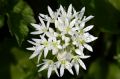 Allium ursinum